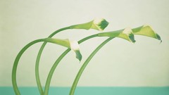 Flowers Lilies white background