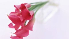 Flowers Lilies white background