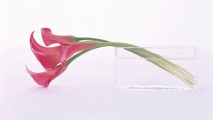 Flowers Lilies white background