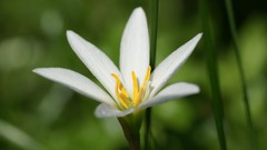 Flowers Lilies white flowers