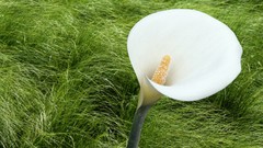 Flowers Lilies white flowers