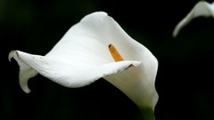 Flowers Lilies white flowers