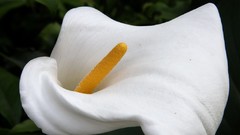 Flowers Lilies white flowers
