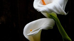 Flowers Lilies white flowers