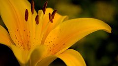 Flowers Lilies yellow flowers