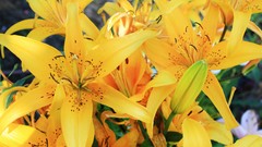 Flowers Lilies yellow flowers