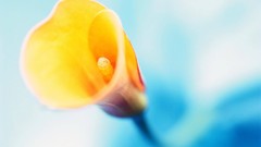 Flowers Lilies yellow flowers