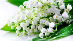 Flowers lily of the