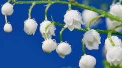 Flowers lily of the