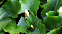 Flowers lily pads Bulgaria