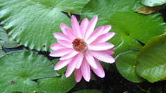 Flowers lily pads water