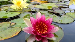 Flowers lily pads yellow