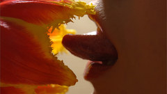 Flowers lips tongue