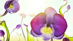 Flowers liquid Orchids