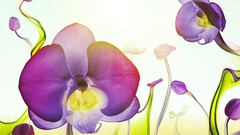 Flowers liquid surreal