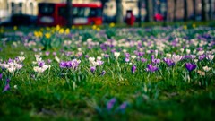 Flowers London crocus bokeh tilt-shift