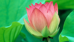 Flowers lotus flower