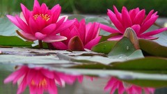 Flowers lotus flower