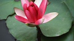 Flowers lotus flower