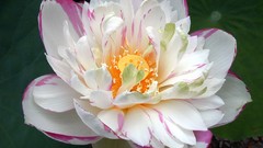 Flowers lotus flower