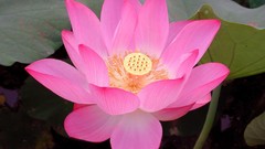 Flowers lotus flower
