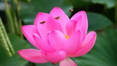 Flowers lotus flower