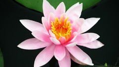 Flowers lotus flower