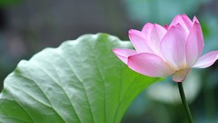 Flowers lotus flower