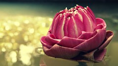 Flowers lotus flower