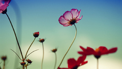 Flowers love nicely shooped