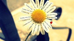 Flowers love white Daisy