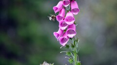 Flowers macro bees insect pink flowers Plants Animals