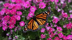 Flowers macro Butterflies