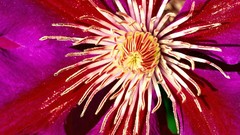 Flowers macro clematis