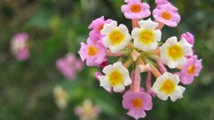 Flowers macro colorful bokeh Plants