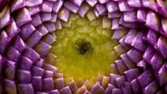 Flowers macro dahlias