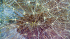Flowers macro dandelions