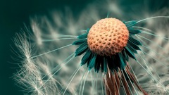 Flowers macro dandelions depth