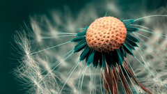 Flowers macro dandelions HDR