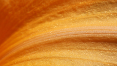 Flowers macro Daylilies