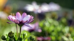 Flowers macro depth of