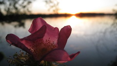 Flowers macro depth of