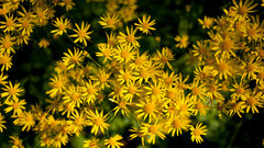 Flowers macro depth of