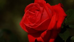 Flowers macro depth of