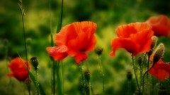 Flowers macro depth of