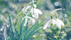 Flowers macro depth of