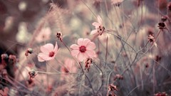 Flowers macro depth of