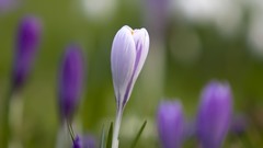 Flowers macro depth of