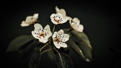 Flowers macro depth of