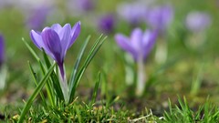 Flowers macro depth of